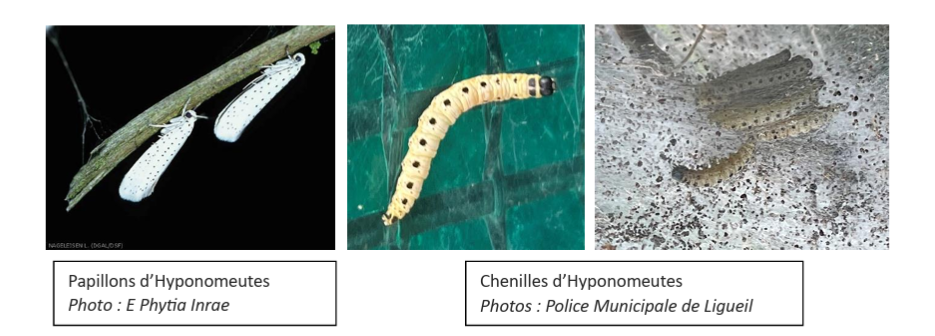chenilles hyponomeutes - blanche à pois noirs