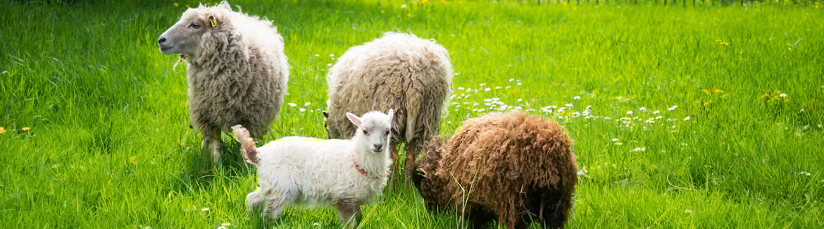 chèvres et mouton
