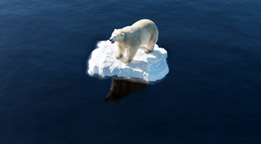 un ours polaire sur un morceau de banquise