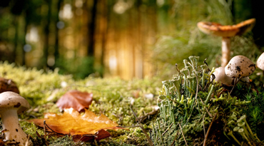 Une forêt avec des champignons.