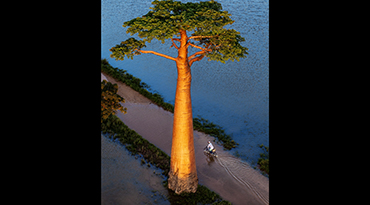 Un baobab