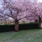 BUISSON Pascal