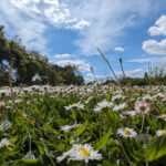 DEJARDIN-Celine